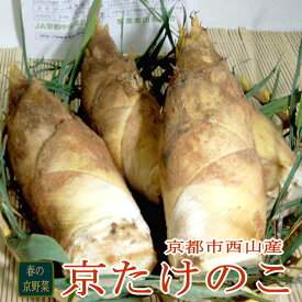 京都産 京たけのこ 約 2kg（3〜5本前後）京野菜 【 店長おすすめ 】|たけのこ 竹の子 筍 セット お取り寄せ 京都府 特産品 家庭用 ギフト 贈り物 2キロ 春 山菜 京都特産たけのこ　通販　約2キロ　筍　タケノコ　竹の子