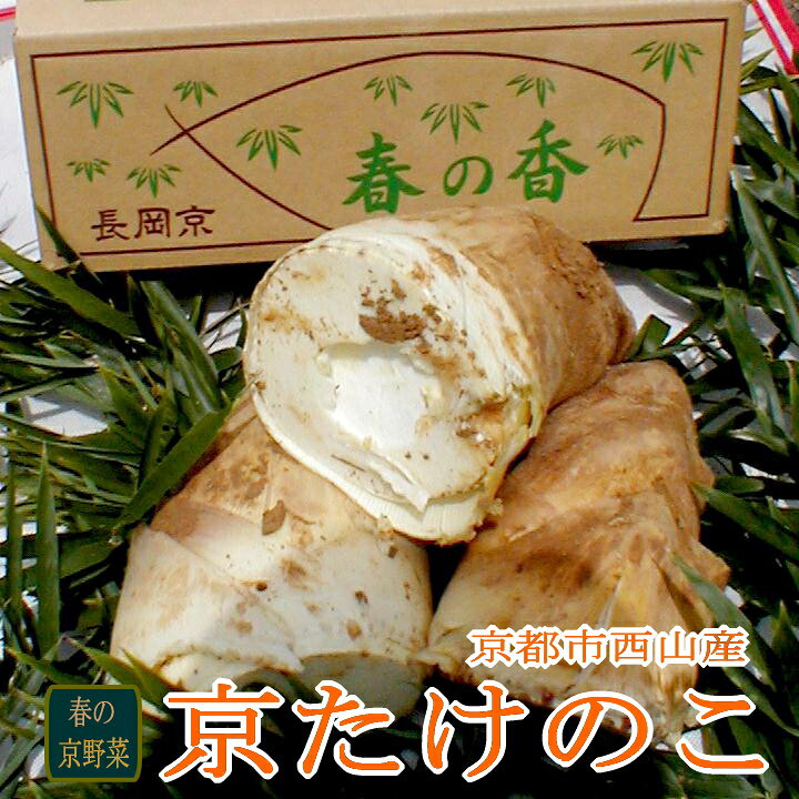 楽天市場 京都西山産 朝掘り 京 たけのこ お徳用 約4kg 4 10本前後 タケノコ 筍 たけのこ 京都より 産地直送 米ぬかサービス 竹の子 お試し 京都土産 京の老舗の果物屋 鳥羽伊三