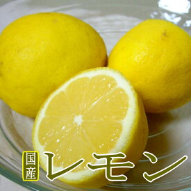 和歌山産 レモン 黄色 Lサイズ 約5kg（35個前後入り）|国産レモン れもん 檸檬 イエロー