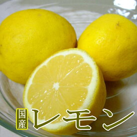 国産 レモン 黄色 Lサイズ 約5kg（35個前後入り）愛媛県/和歌山県/広島県/長崎県など|れもん 檸檬 冬はやや緑色が残るものも入ります