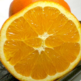 ネーブルオレンジ 小玉 44個入り USA産 カリフォルニア 88サイズ|柑橘 アメリカ産 トロピカルオレンジ