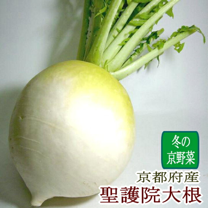 楽天市場 京都産 聖護院大根 しょうごいんだいこん 京野菜 大玉 2lサイズ 6個 約2kg 1個 京やさい ダイコン 京のブランド産品 丸大根 京の老舗の果物屋 鳥羽伊三