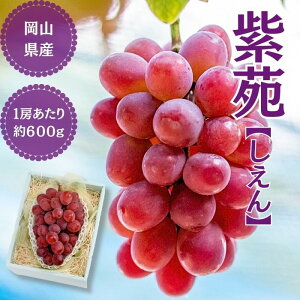 岡山県産 紫苑(しえん)ぶどう 1房入り【大房 ぶどう】フルーツ ギフト 結婚 出産 内祝 結婚内祝 出産内祝 法事 法要 お供え 快気祝 贈り物 送料無料 プレゼント お歳暮 冬ギフト お年賀 ク