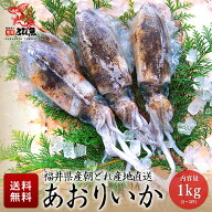 【水揚次第発送】アオリイカ 1kg 2〜5杯 福井県産 国産 産地直送 業務用 お徳用 漁師 水揚げ 朝どれ 新鮮…