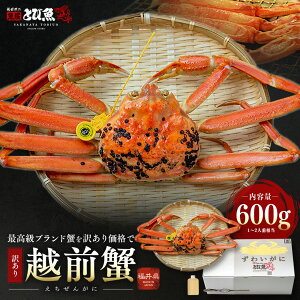 【予約★11月上旬発送】【先行予約クーポンで今だけ早割】訳あり 越前ガニ 600〜700g未満 未冷凍 (活 ボイルから選べる) 福井県産 国産 産地直送 脚折れ 訳ありカニ 越前がに ズワイガニ 越前