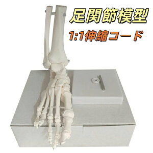 �y���������z�r���[���ƐL�тĎ��݂ɓ������鑫���͌^ ���w�Ö@�m�ďC ���֐ߖ͌^ �l�̖͌^ �L�k�R�[�h ���͌^ �E�� ��