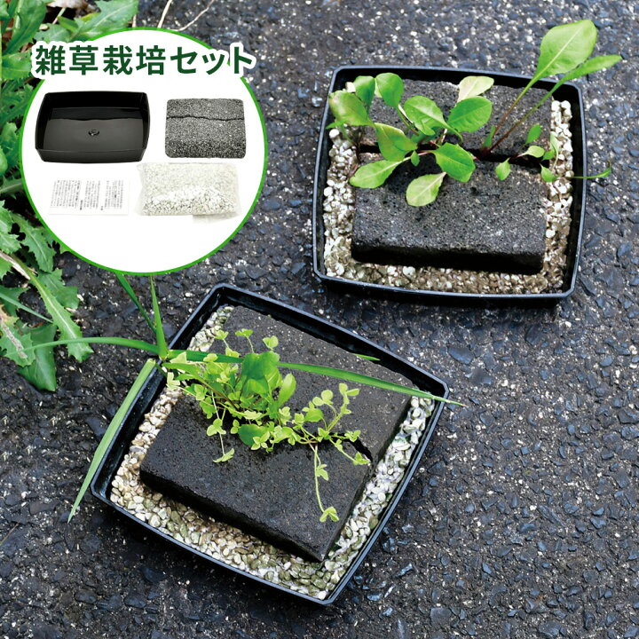 楽天市場 P10倍 クーポン配布中 26日まで 雑草栽培セット 栽培キット 草 植物 観賞用 コンクリート風 ユニーク 面白い 趣味 子ども 自由研究 簡単 インテリア グリーン 在宅ワーク 自宅 勤務 育てる 癒し ギフト 贈り物 プレゼント Toffy Shop Online 楽天市場店