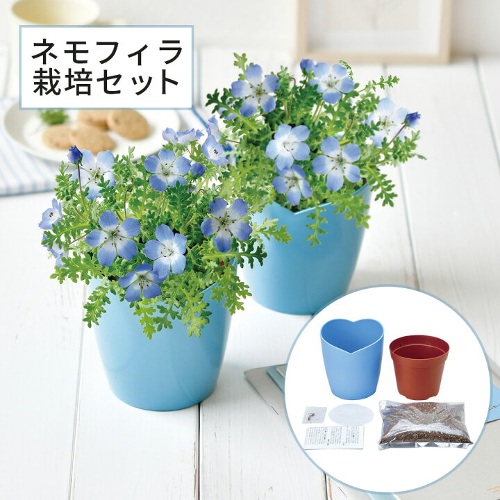 楽天市場 ポイント10倍 16日まで ネモフィラ栽培セット 栽培キット 観葉植物 家 自宅 インテリアフラワー 花 植物 グリーン 置物 卓上 机 窓際 簡単 ガーデニング お手軽 可愛い おしゃれ 贈り物 ギフト 誕生日 お祝い プレゼント ハートポット 空色の花 在宅ワーク