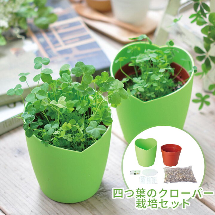 楽天市場 四つ葉のクローバー栽培セット 栽培キット 観葉植物 植物 四つ葉 葉っぱ 可愛い グリーン 卓上 机 置物 窓際 お手軽 始められる かわいい おしゃれ インテリア 華やか 贈り物 ギフト 誕生日 お祝い プレゼント 在宅ワーク テレワーク Toffy Shop Online 楽天