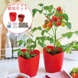 ミニトマト 栽培セットの人気商品 通販 価格比較 価格 Com ミニトマト 栽培セットの人気商品 通販 価格比較 価格 Com