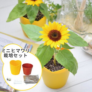 ひまわり 種の人気商品 通販 価格比較 価格 Com
