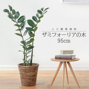 目隠し 観葉植物の人気商品 通販 価格比較 価格 Com 目隠し 観葉植物の人気商品 通販 価格比較 価格 Com