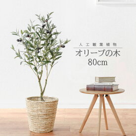 楽天市場 観葉植物 オリーブ 玄関の通販