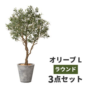 オリーブ の木 インテリア 観葉植物の人気商品 通販 価格比較 価格 Com