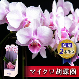 楽天市場 新築祝い 鉢植え花の通販