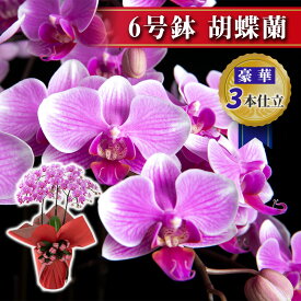 楽天市場 新築祝い 鉢植え花の通販