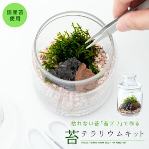 苔 テラリウム キットの人気商品 通販 価格比較 価格 Com 苔 テラリウム キットの人気商品 通販 価格比較 価格 Com