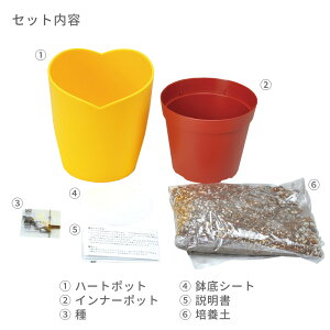 ミニヒマワリ栽培セット
