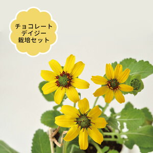 チョコレートデイジー栽培セット