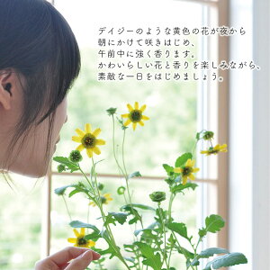 チョコレートデイジー栽培セット