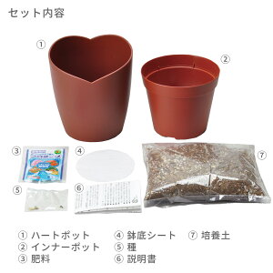 チョコレートデイジー栽培セット