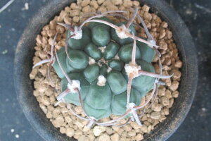 (実)スーパーバッテリー