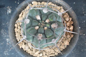 (実)スーパーバッテリー