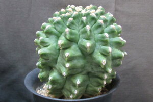 翠晃冠モンストローサ