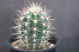 ゴエベリアナス