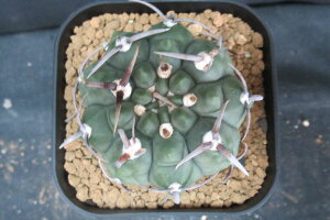 (実)スーパーバッテリー