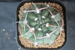 (実)スーパーバッテリー