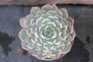 �����_�[�l�C��