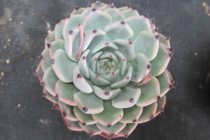 �����_�[�l�C��