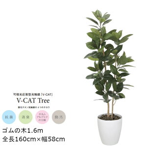 yX[p[Z[IXSi|Cg10{IvGg[z ϗtA G} S̖ GLPA-047 160cm lHϗtA tϗtA tFCNO[ 