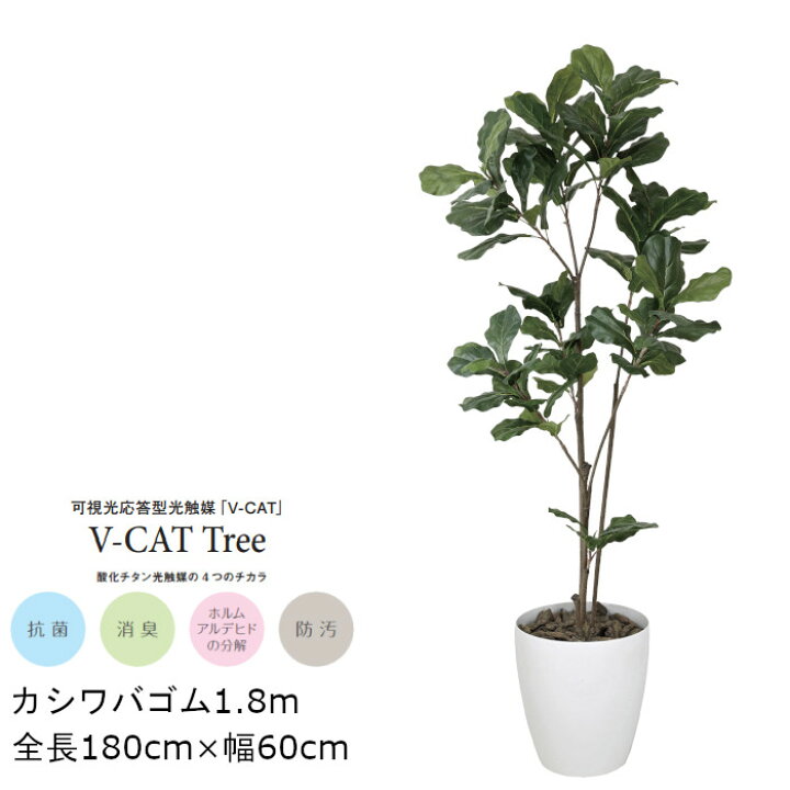 楽天市場】観葉植物 光触媒 カシワバゴム GLPA-061 180cm 人工観葉植物 