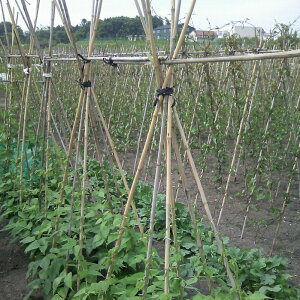 ykC@llz| 7 210cm 10{×5 50{ | VR|  g}g イ  ~͂ ͂