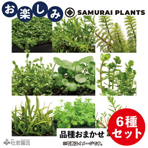 ؂IIySAMURAI PLANTS6iZbg(i팩v炢)