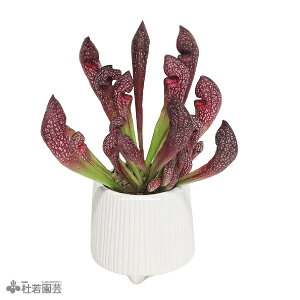 Iׂ锫Jo[tyHAzTZjA XJ[bgx