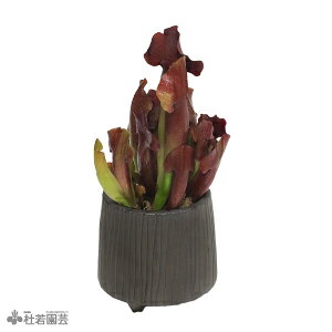 Iׂ锫Jo[tyHAzTZjA }[