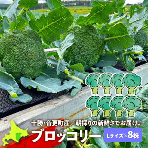 N ubR[ Y ubR[ LTCY(a10cmȏEڈd350g/)×8 kCY  \Y X X_ Ԃ낱[
