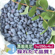 冷凍 ハスカップ 1kg(250g×4) 【採れたて良品質・数量限定】 2026年新物 北海道十勝産