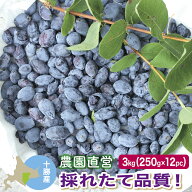 冷凍 ハスカップ 3kg(250g×12) 【採れたて良品質・数量限定】 7月上旬出荷開始 2026年新物 北海道十勝産