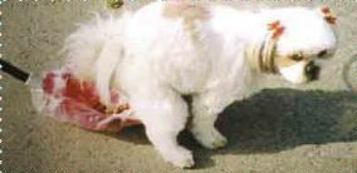 楽天市場 ワンダフン 小型 中型犬用 犬 散歩 エチケット マナー 犬のフン処理機 排便 ポリ袋 うんち袋 わんだふん 送料無料 北海道 沖縄 離島への発送は行っておりません ワンにゃんday 健康一番 しあわせ家族 楽天市場 ワンダフン 小型 中型犬用 犬 散歩 エチケット マナー 犬のフン処理機 排便 ポリ袋 うんち袋 わんだふん 送料無料 北海道 沖縄 離島への発送は行っておりません ワンにゃんday 健康一番 しあわせ家族