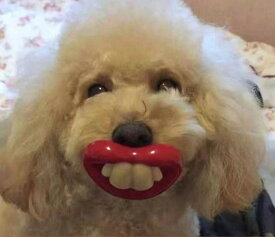 楽天市場 犬用 おしゃぶりの通販