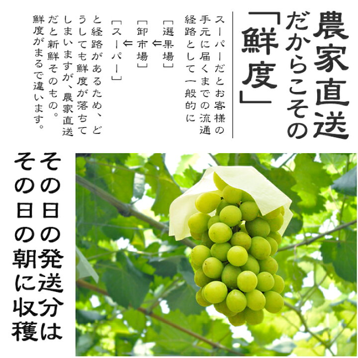 楽天市場】シャインマスカット 2kg 7月 お中元 産地直送 送料無料 農園直送 贈答 ギフト ぶどう 種無し 皮なし ブドウ 葡萄 贈り物 進物 神宮寺ぶどう 星野農園 : ときわオンライン 楽天市場】シャインマスカット 2kg 7月 お中元 産地直送 送料無料 農園直送 贈答 ギフト ぶどう 種無し 皮なし ブドウ 葡萄 贈り物 進物 神宮寺ぶどう 星野農園 : ときわオンライン
