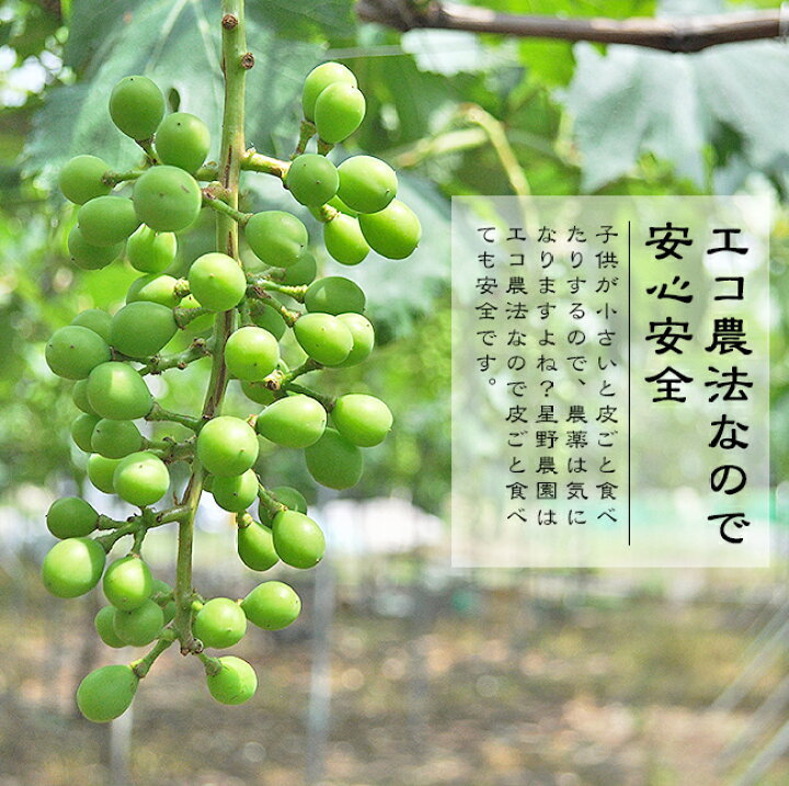 楽天市場】シャインマスカット 2kg 7月 お中元 産地直送 送料無料 農園直送 贈答 ギフト ぶどう 種無し 皮なし ブドウ 葡萄 贈り物 進物 神宮寺ぶどう 星野農園 : ときわオンライン 楽天市場】シャインマスカット 2kg 7月 お中元 産地直送 送料無料 農園直送 贈答 ギフト ぶどう 種無し 皮なし ブドウ 葡萄 贈り物 進物 神宮寺ぶどう 星野農園 : ときわオンライン