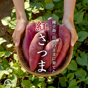 g ܂ 5kg 2S`L q _ I[KjbN  Mtg v[g J䂫_