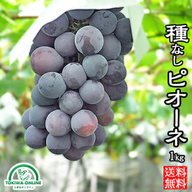 ピオーネ 種無し 1kg 山梨 果物 贈答 ギフト 露地栽培 農園直送 隆昇園