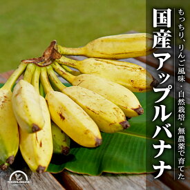 アップル バナナ 国産 無農薬 5kg 沖縄 果物 グリーンフロッグファーム うちなぁ自然栽培ファーマーズ