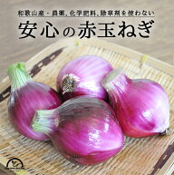 赤玉ねぎ 無農薬 2kg 送料無料 自然栽培 赤玉葱 赤タマネギ 無農薬 オーガニック 和歌山 グリーンジャン…
